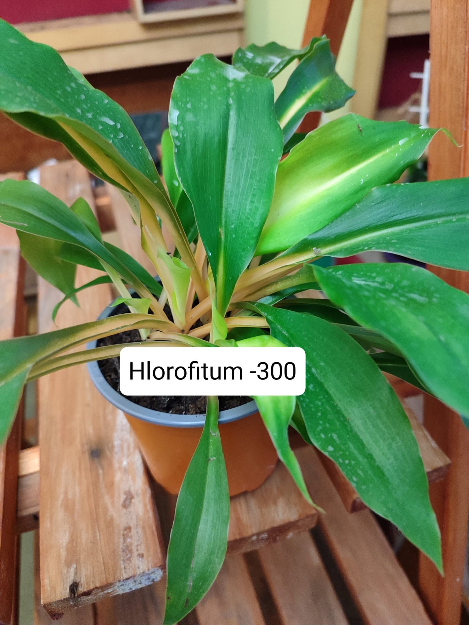 Hlorofitum
