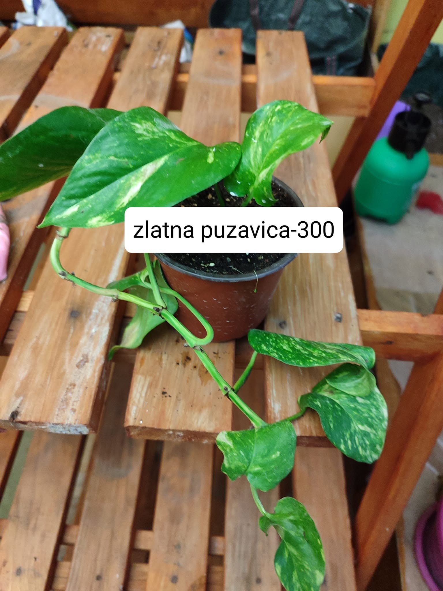 Zlatna puzavica