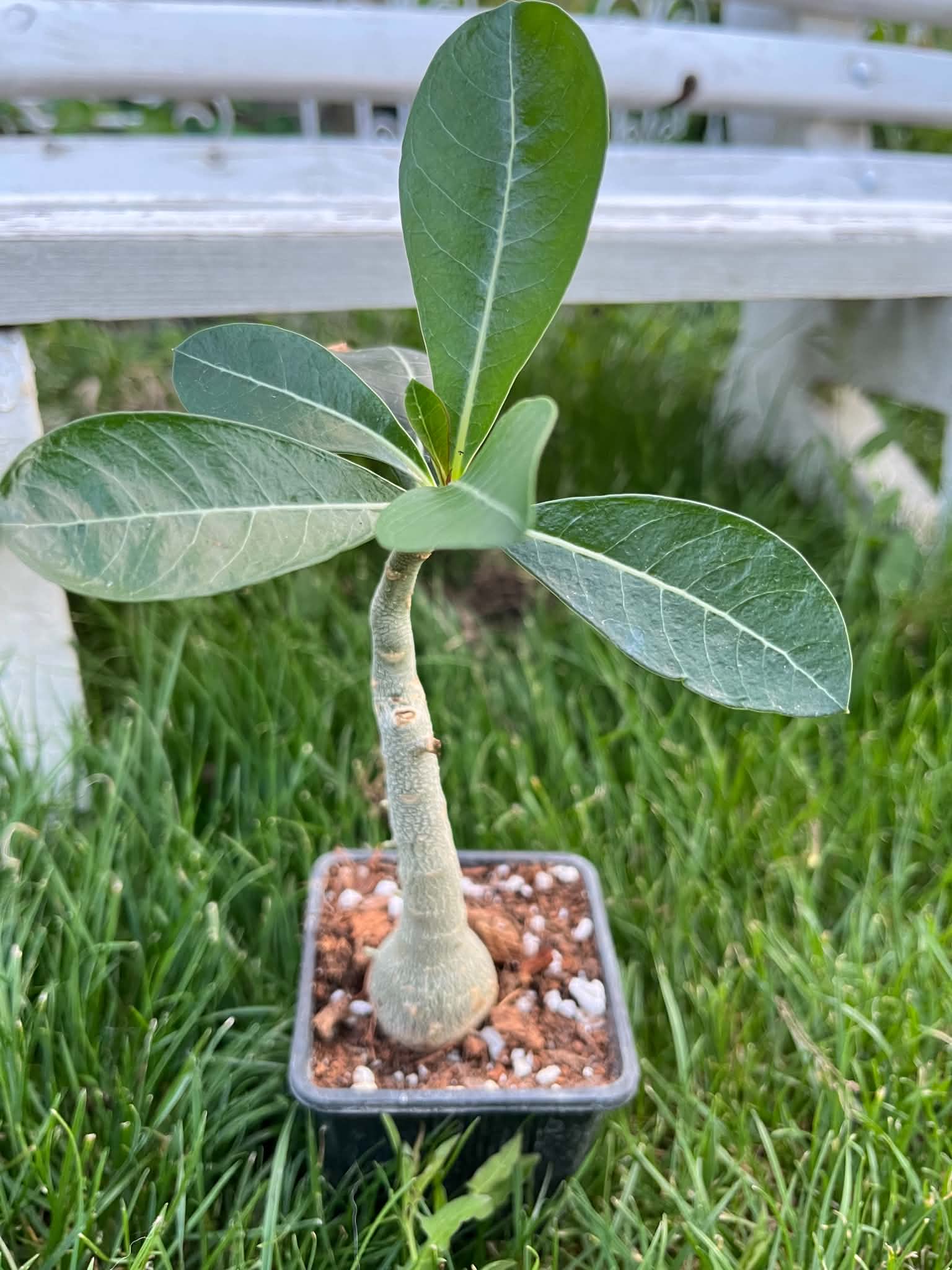 Adenium