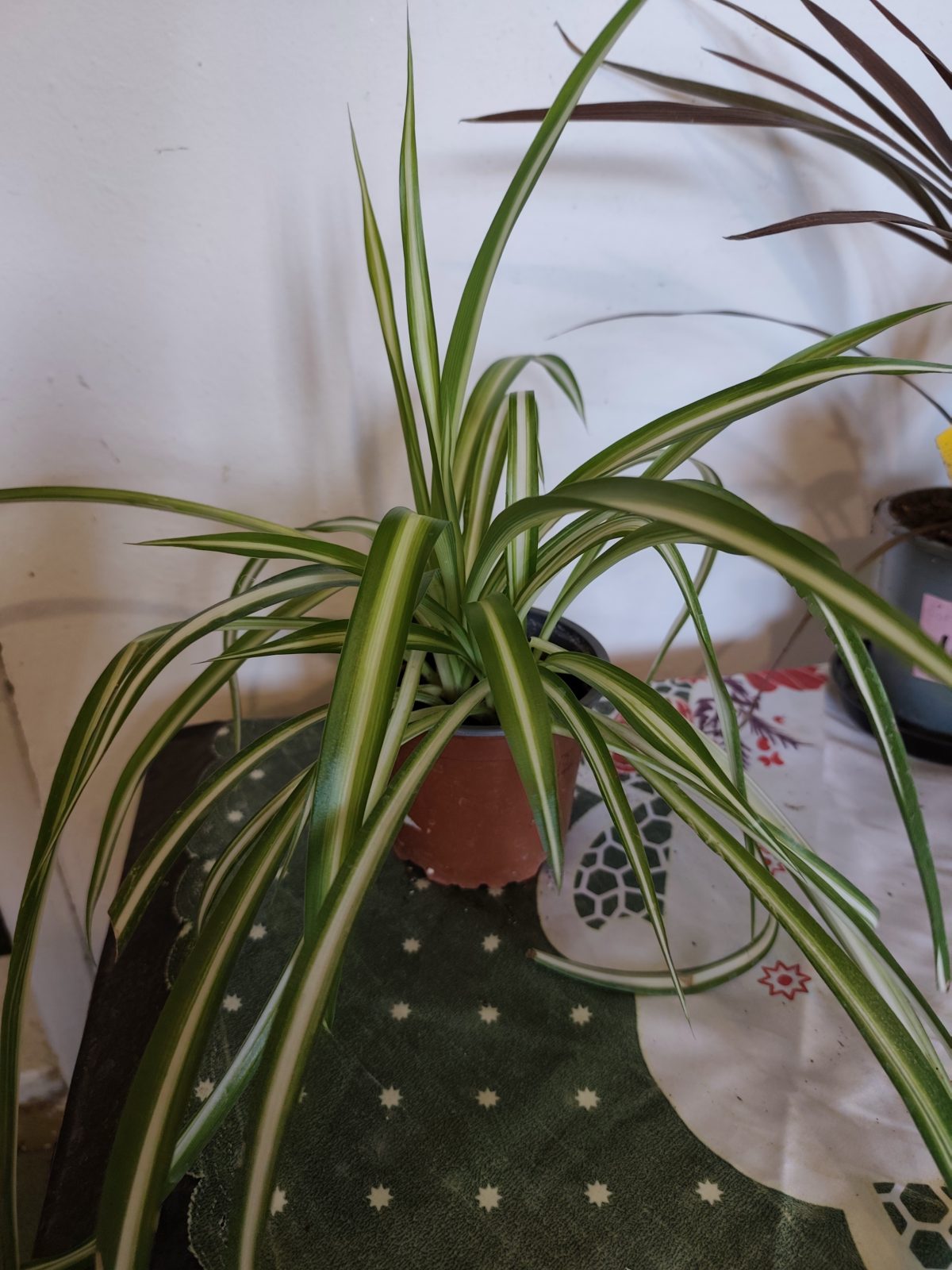 Hlorofitum (Chlorophytum)