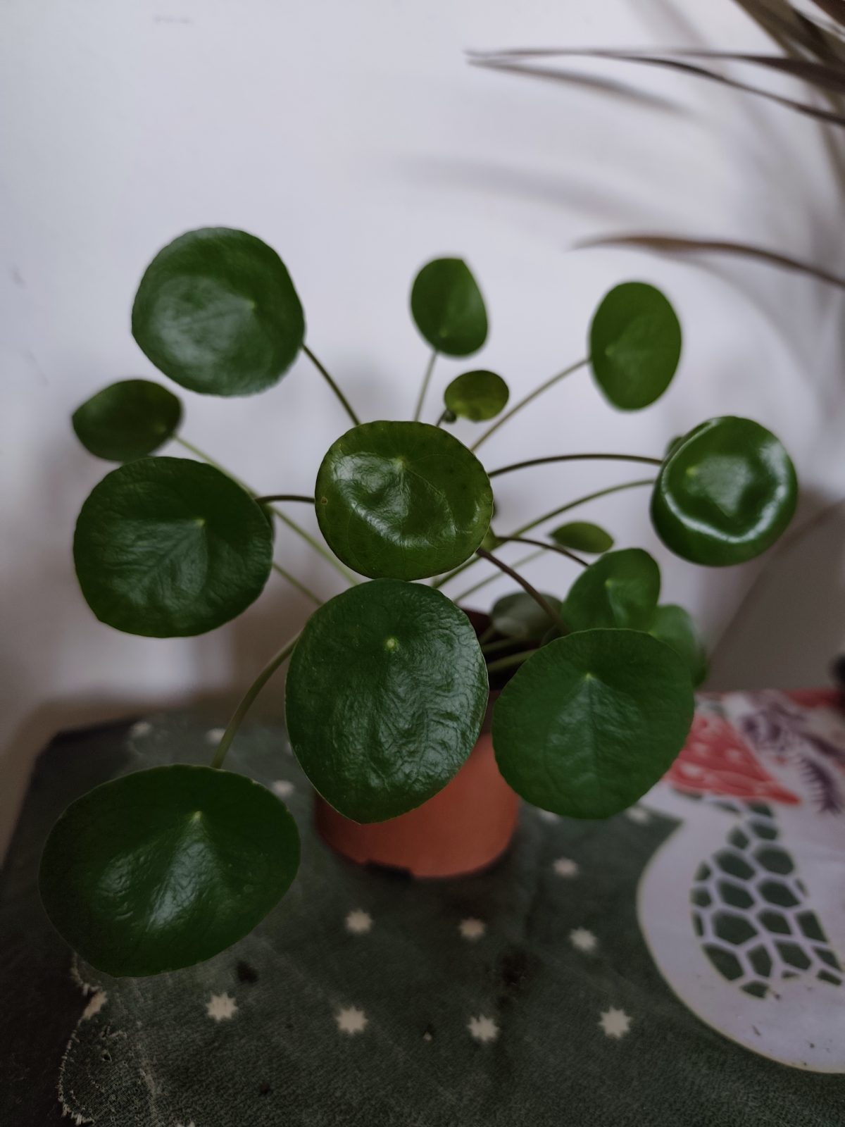 Kineski dolar (Pilea peperomioides)