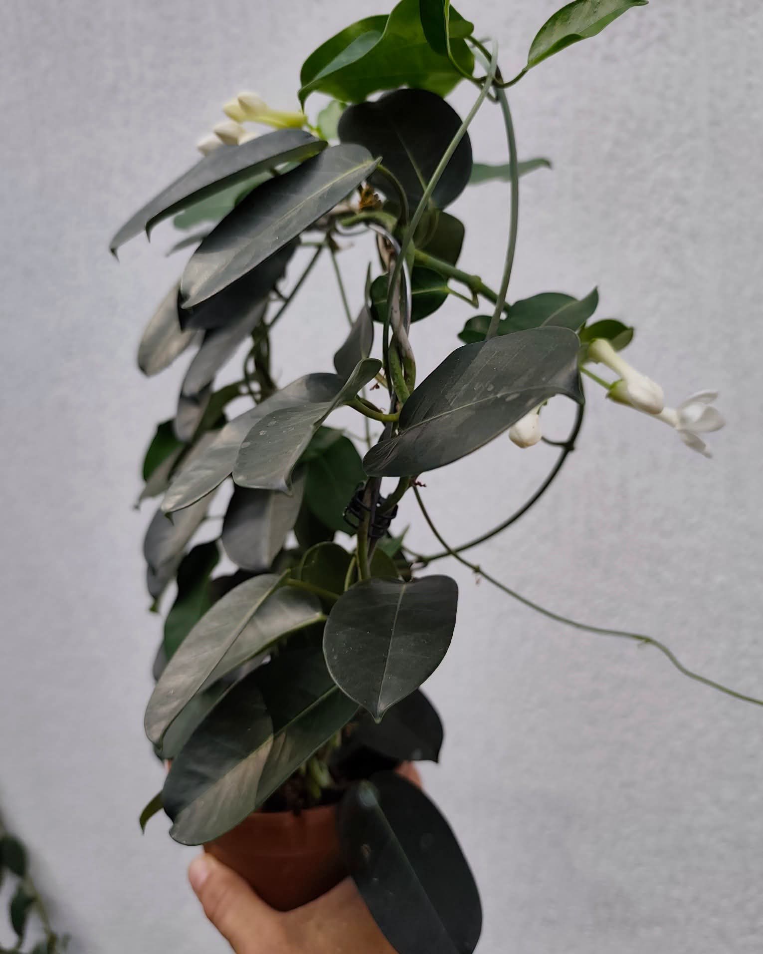 Madagascar jasmin