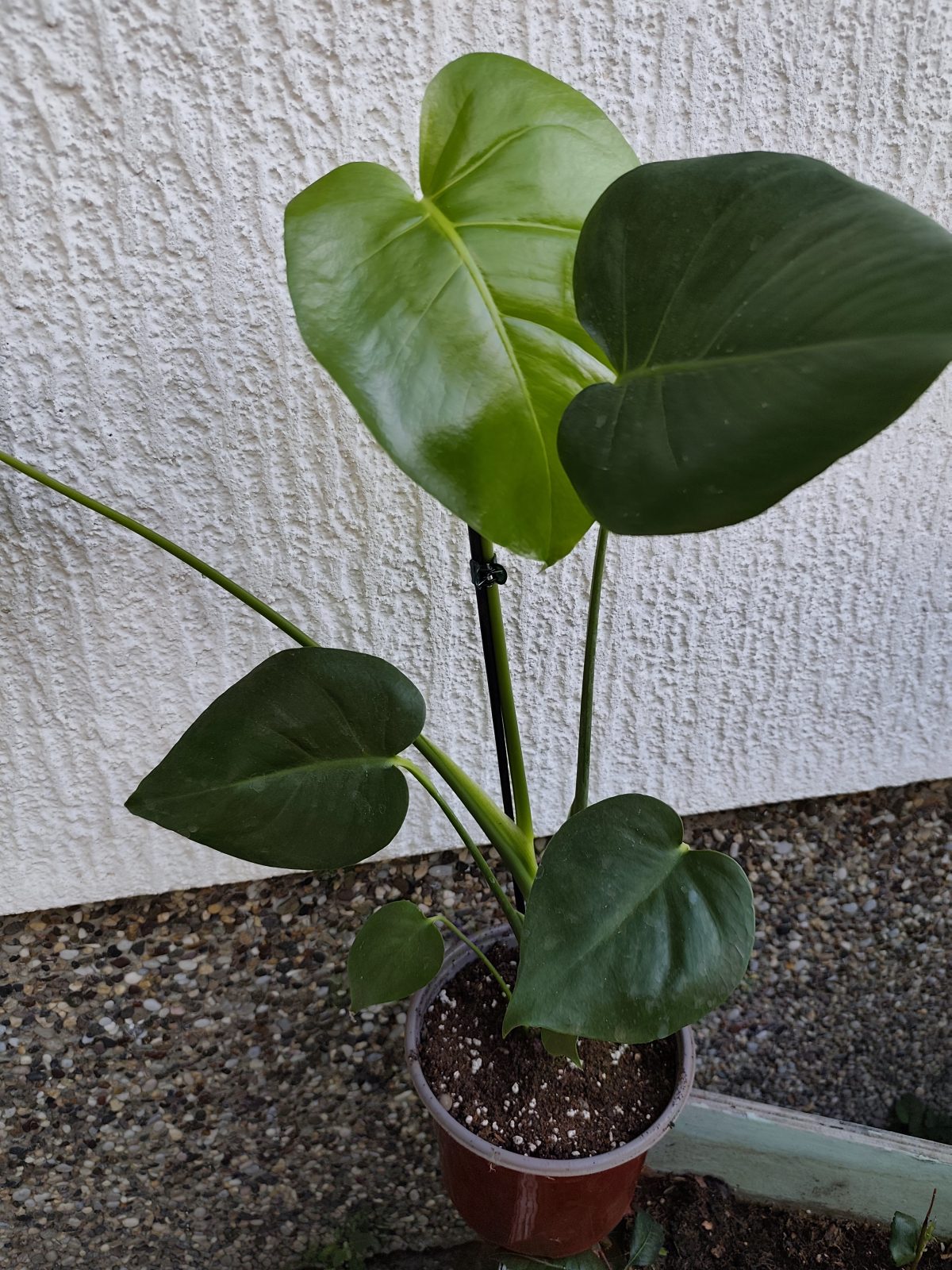 Monstera deliciosa