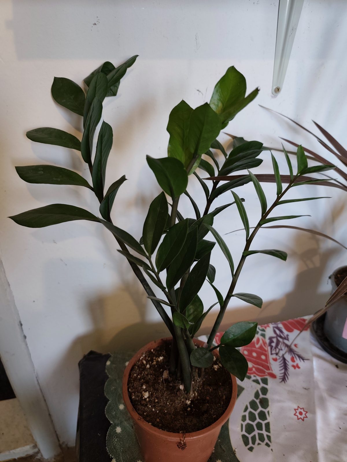 Zamija